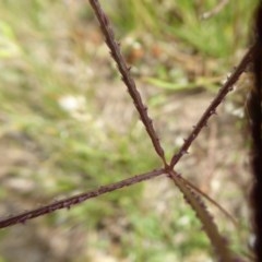 Cynodon dactylon (Couch Grass) at Yass River, NSW - 2 Dec 2020 by SenexRugosus