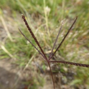 Cynodon dactylon at Yass River, NSW - 3 Dec 2020