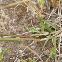 Cynodon dactylon at Yass River, NSW - 3 Dec 2020