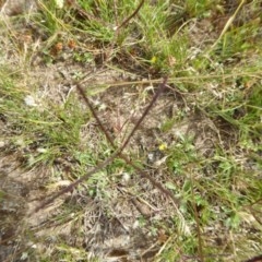 Cynodon dactylon at Yass River, NSW - 3 Dec 2020