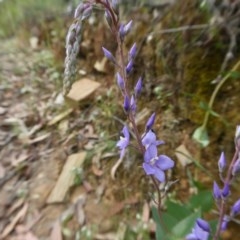 Veronica perfoliata at Yass River, NSW - 2 Dec 2020