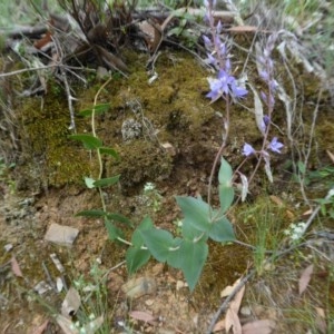 Veronica perfoliata at Yass River, NSW - 2 Dec 2020