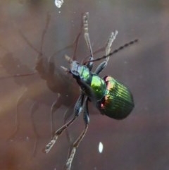 Lepturidea viridis (Green comb-clawed beetle) at Rugosa - 3 Dec 2020 by SenexRugosus