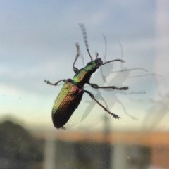 Lepturidea viridis at Yass River, NSW - 3 Dec 2020