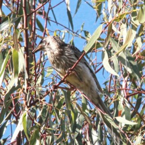 Anthochaera carunculata at Throsby, ACT - 5 Dec 2020 08:39 AM