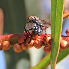 Sarcophagidae sp. (family) (Unidentified flesh fly) at Throsby, ACT - 4 Dec 2020 by davobj