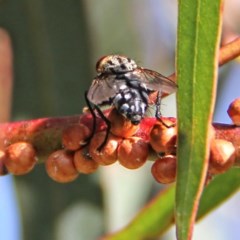 Sarcophagidae (family) (Unidentified flesh fly) at Throsby, ACT - 5 Dec 2020 by davobj