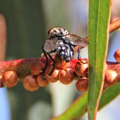Sarcophagidae sp. (family) (Unidentified flesh fly) at Throsby, ACT - 4 Dec 2020 by davobj