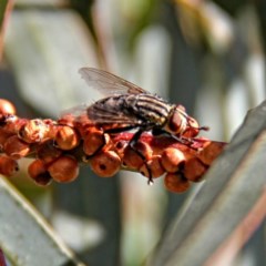 Sarcophagidae sp. (family) at Throsby, ACT - 5 Dec 2020