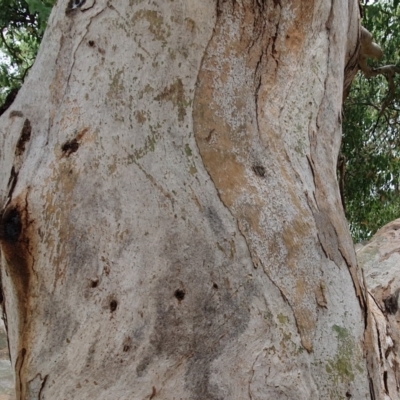 Eucalyptus blakelyi (Blakely's Red Gum) at Lyons, ACT - 5 Dec 2020 by ChrisHolder