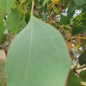 Eucalyptus polyanthemos at Oakey Hill - 5 Dec 2020 12:18 PM