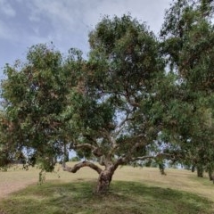 Eucalyptus polyanthemos at Oakey Hill - 5 Dec 2020 12:18 PM