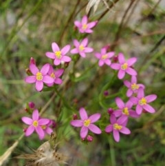 Centaurium sp. (Centaury) at Tuggeranong DC, ACT - 5 Dec 2020 by ChrisHolder