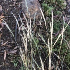 Rytidosperma sp. (Wallaby Grass) at Hughes, ACT - 4 Dec 2020 by ruthkerruish