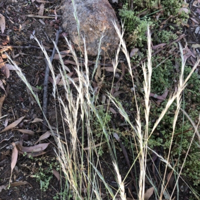 Rytidosperma (genus) (Wallaby Grass) at Hughes, ACT - 5 Dec 2020 by ruthkerruish