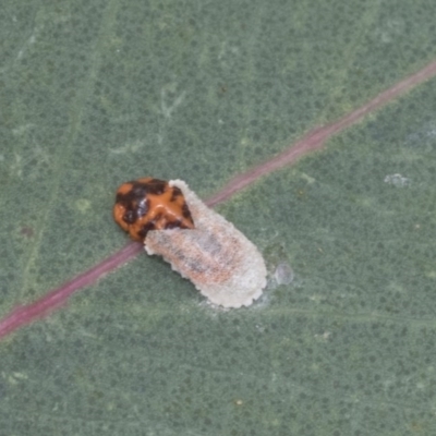 Monophlebidae sp. (family) (Mealy Bugs) at Mount Mugga Mugga - 30 Nov 2020 by AlisonMilton