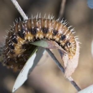 Perginae sp. (subfamily) at Scullin, ACT - 21 Nov 2020