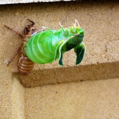 Cystosoma saundersii (Bladder Cicada) at Hughes, ACT - 2 Dec 2020 by ruthkerruish