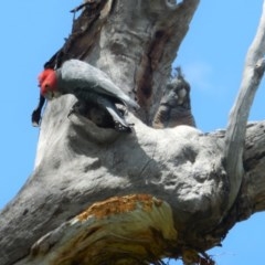 Callocephalon fimbriatum (Gang-gang Cockatoo) at Hughes, ACT - 30 Nov 2020 by JackyF