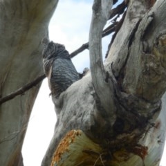 Callocephalon fimbriatum at Hughes, ACT - suppressed