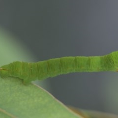 Geometridae (family) IMMATURE (Unidentified IMMATURE Geometer moths) at Cook, ACT - 30 Nov 2020 by AlisonMilton