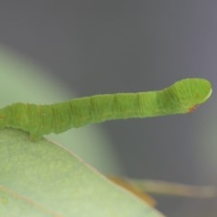 Geometridae (family) IMMATURE at Cook, ACT - 1 Dec 2020