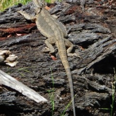 Pogona barbata (Eastern Bearded Dragon) at Hughes, ACT - 5 Dec 2020 by JackyF