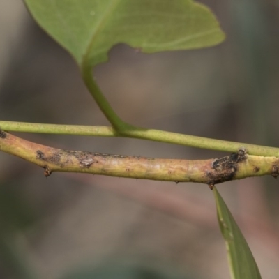 Circopetes obtusata (Grey Twisted Moth) at Cook, ACT - 1 Dec 2020 by AlisonMilton