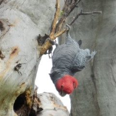 Callocephalon fimbriatum (Gang-gang Cockatoo) at GG110 - 29 Nov 2020 by JackyF