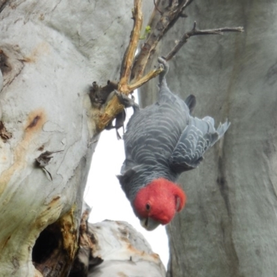 Callocephalon fimbriatum (Gang-gang Cockatoo) at Hughes, ACT - 29 Nov 2020 by JackyF