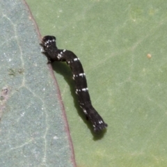 Geometridae (family) IMMATURE at Cook, ACT - 1 Dec 2020 by AlisonMilton