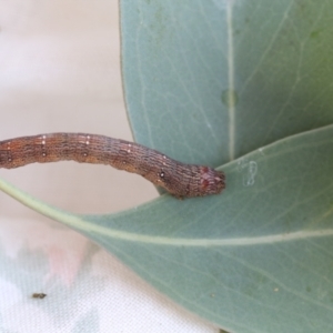 Geometridae (family) IMMATURE at Cook, ACT - 1 Dec 2020