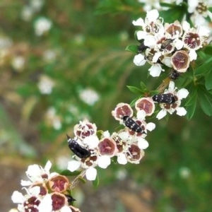 Mordellidae (family) at Hughes, ACT - 5 Dec 2020 12:11 PM