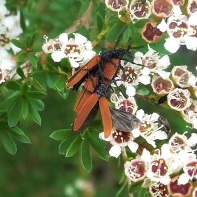 Porrostoma sp. (genus) (Lycid, Net-winged beetle) at Federal Golf Course - 5 Dec 2020 by JackyF