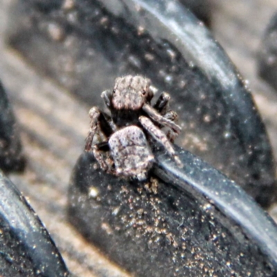 Maratus vespertilio (Bat-like peacock spider) at Throsby, ACT - 2 Dec 2020 by davobj