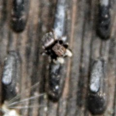 Maratus vespertilio at Throsby, ACT - suppressed