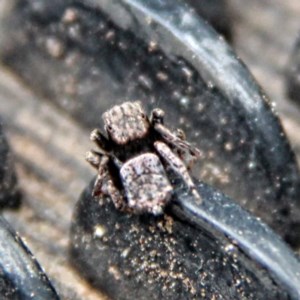 Maratus vespertilio at Throsby, ACT - suppressed