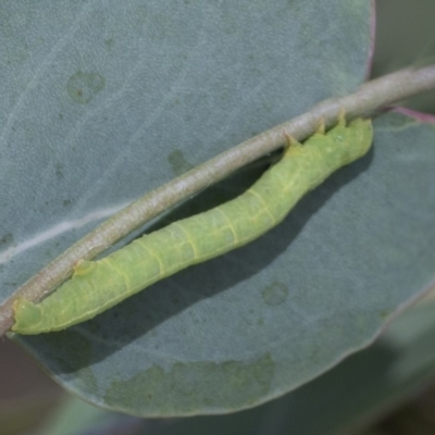 Geometridae (family) IMMATURE (Unidentified IMMATURE Geometer moths) at Cook, ACT - 1 Dec 2020 by AlisonMilton