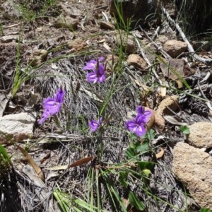 Thysanotus tuberosus subsp. tuberosus at Jerrabomberra, ACT - 4 Dec 2020