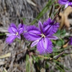 Thysanotus tuberosus subsp. tuberosus at Jerrabomberra, ACT - 4 Dec 2020