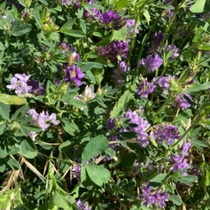 Medicago sativa at Forde, ACT - 27 Oct 2020