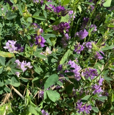 Medicago sativa (Lucerne, Alfalfa) at Forde, ACT - 26 Oct 2020 by Jenny54