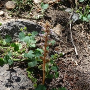 Orobanche minor at Isaacs Ridge - 4 Dec 2020