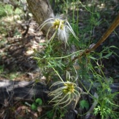 Clematis leptophylla (Small-leaf Clematis, Old Man's Beard) at Isaacs Ridge - 4 Dec 2020 by Mike