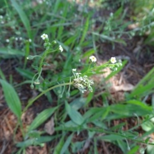 Hackelia suaveolens at Isaacs Ridge - 4 Dec 2020 12:00 PM