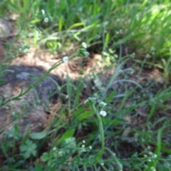 Hackelia suaveolens at Isaacs Ridge - 4 Dec 2020 12:00 PM