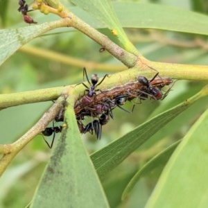 Jalmenus ictinus at Hughes, ACT - 5 Dec 2020