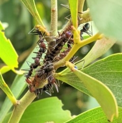 Jalmenus ictinus at Hughes, ACT - 5 Dec 2020