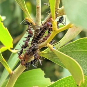 Jalmenus ictinus at Hughes, ACT - 5 Dec 2020