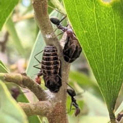 Jalmenus ictinus at Hughes, ACT - 5 Dec 2020 12:22 PM